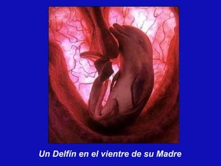 Un Delfín en el vientre de su Madre 