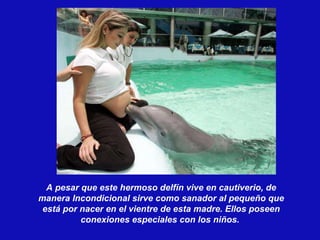 A pesar que este hermoso delfín vive en cautiverio, de manera Incondicional sirve como sanador al pequeño que está por nacer en el vientre de esta madre. Ellos poseen conexiones especiales con los niños.  