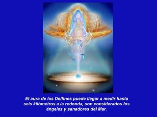 El aura de los Delfines puede llegar a medir hasta seis kilómetros a la redonda, son considerados los ángeles y sanadores del Mar. 