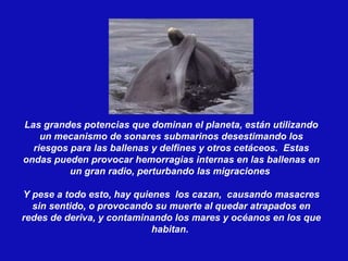 Las grandes potencias que dominan el planeta, están utilizando un mecanismo de sonares submarinos desestimando los riesgos para las ballenas y delfines y otros cetáceos.  Estas ondas pueden provocar hemorragias internas en las ballenas en un gran radio, perturbando las migraciones  Y pese a todo esto, hay quienes  los cazan,  causando masacres sin sentido, o provocando su muerte al quedar atrapados en redes de deriva, y contaminando los mares y océanos en los que habitan.  