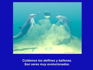 Cuidemos los delfines y ballenas.  Son seres muy evolucionados.  