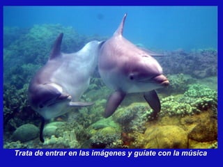 Mensaje de Delfines