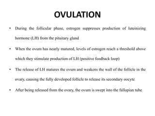 OVULATION
• During the follicular phase, estrogen suppresses production of luteinizing
hormone (LH) from the pituitary gland
• When the ovum has nearly matured, levels of estrogen reach a threshold above
which they stimulate production of LH (positive feedback loop)
• The release of LH matures the ovum and weakens the wall of the follicle in the
ovary, causing the fully developed follicle to release its secondary oocyte
• After being released from the ovary, the ovum is swept into the fallopian tube
 