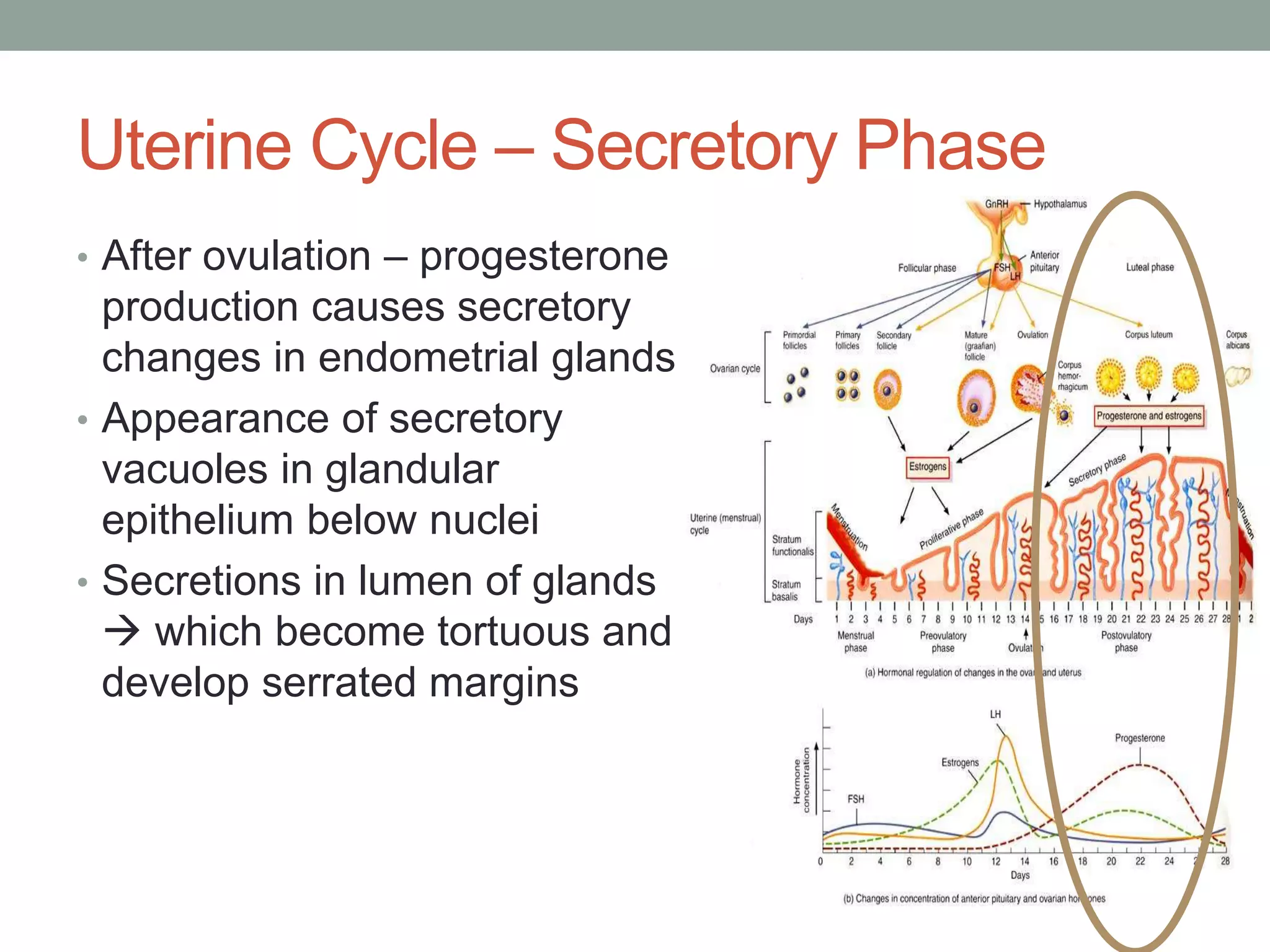 Uterine Cycle – Secretory Phase
• After ovulation – progesterone
production causes secretory
changes in endometrial glands
• Appearance of secretory
vacuoles in glandular
epithelium below nuclei
• Secretions in lumen of glands
 which become tortuous and
develop serrated margins
 