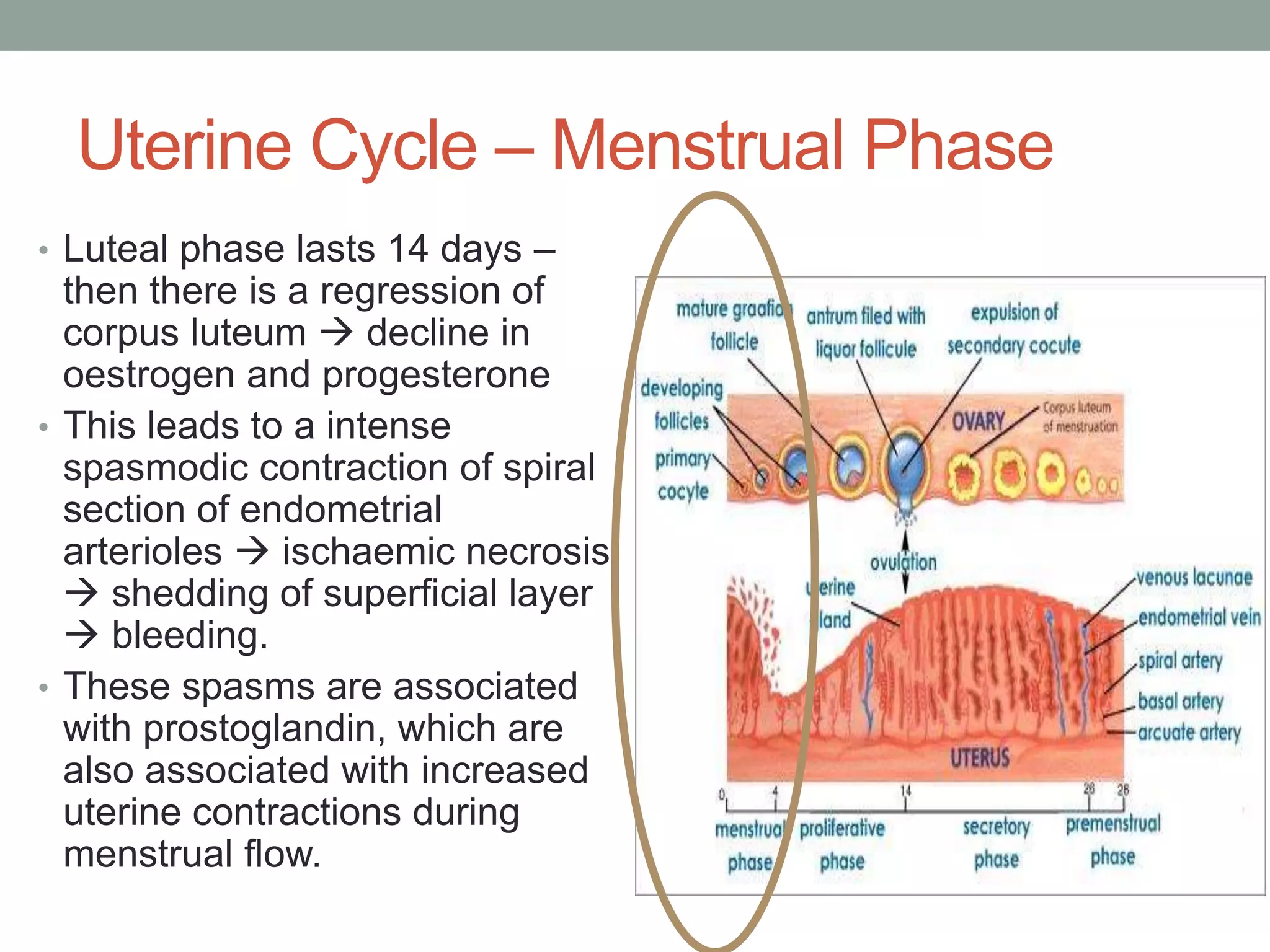 Uterine Cycle – Menstrual Phase
• Luteal phase lasts 14 days –
then there is a regression of
corpus luteum  decline in
oestrogen and progesterone
• This leads to a intense
spasmodic contraction of spiral
section of endometrial
arterioles  ischaemic necrosis
 shedding of superficial layer
 bleeding.
• These spasms are associated
with prostoglandin, which are
also associated with increased
uterine contractions during
menstrual flow.
 