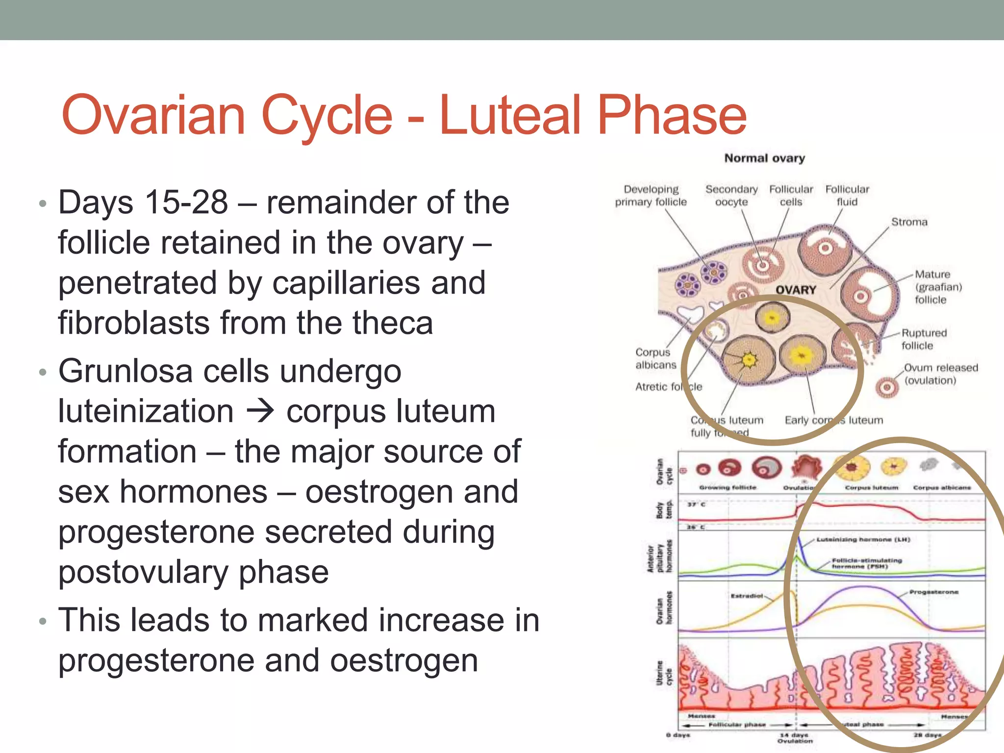 Ovarian Cycle - Luteal Phase
• Days 15-28 – remainder of the
follicle retained in the ovary –
penetrated by capillaries and
fibroblasts from the theca
• Grunlosa cells undergo
luteinization  corpus luteum
formation – the major source of
sex hormones – oestrogen and
progesterone secreted during
postovulary phase
• This leads to marked increase in
progesterone and oestrogen
 