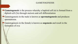 MENSTRUAL__and_OVARIAN_CYCLE. PowerPoint. | PPTX