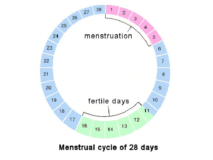 Cuanto dura el ciclo menstrual