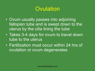 Ovulation Ovum usually passes into adjoining fallopian tube and is swept down to the uterus by the cilia lining the tube Takes 3-4 days for ovum to travel down tube to the uterus Fertilization must occur within 24 hrs of ovulation or ovum degenerates www.freelivedoctor.com 