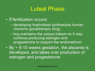 Luteal Phase If fertilization occurs: developing trophoblast synthesizes human chorionic gonadotropin (hcg)  hcg maintains the corpus luteum so it may continue producing estrogen and progesterone to support the endometrium By ~ 8-10 weeks gestation, the placenta is developed, and takes over production of estrogen and progesterone www.freelivedoctor.com 