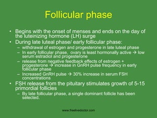 Follicular phase Begins with the onset of menses and ends on the day of the luteinizing hormone (LH) surge During late luteal phase/ early follicular phase:  withdrawal of estrogen and progesterone in late luteal phase In early follicular phase,  ovary is least hormonally active    low serum estradiol and progesterone release from negative feedback effects of estrogen + progesterone    increase in GnRH pulse frequency in early follicular phase  Increased GnRH pulse    30% increase in serum FSH concentrations FSH release from the pituitary stimulates growth of 5-15 primordial follicles By late follicular phase, a single dominant follicle has been selected.  www.freelivedoctor.com 