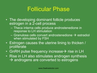 Follicular Phase The developing dominant follicle produces estrogen in a 2-cell process Theca interna cells produce androstenedione in response to LH stimulation Granulosa cells convert androstenedione    estradiol when stimulated by FSH Estrogen causes the uterine lining to thicken / proliferate GnRH pulse frequency increase   rise in LH Rise in LH also stimulates androgen synthesis    androgens are converted to estrogens www.freelivedoctor.com 