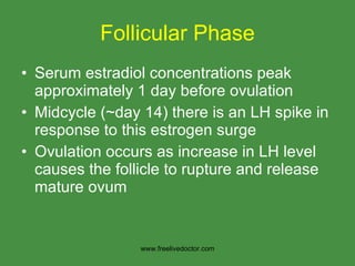 Follicular Phase Serum estradiol concentrations peak approximately 1 day before ovulation Midcycle (~day 14) there is an LH spike in response to this estrogen surge Ovulation occurs as increase in LH level causes the follicle to rupture and release mature ovum www.freelivedoctor.com 