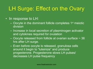 LH Surge: Effect on the Ovary In response to LH: Oocyte in the dominant follicle completes 1 st  meiotic division Increase in local secretion of plasminogen activator and cytokines required for ovulation Oocyte released from follicle at ovarian surface ~ 36 hrs after LH surge. Even before oocyte is released, granulosa cells around it begin to “luteinize” and produce progesterone. Progesterone slows LH pulses/ decreases LH pulse frequency  www.freelivedoctor.com 