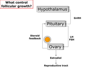 What control
follicular growth?
                     Hypothalamus

                                                  GnRH

                             Pituitary

                 Steroid
                                                 LH
                feedback
                                                FSH


                              Ovary

                               Estradiol


                           Reproductive tract
 