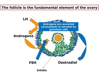 The follicle is the fundamental element of the ovary


           LH
                          Androgens are converted
                         (aromatized) to estradiol by
                              granulosa cells


      Androgens




                FSH                   Oestradiol

                      Inhibin
 