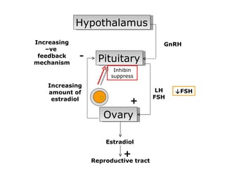 Hypothalamus
Increasing                              GnRH
   –ve
 feedback    -     Pituitary
mechanism
                        Inhibin
                       suppress
   Increasing
   amount of                           LH   ↓FSH
                                      FSH
    estradiol                +
                    Ovary

                     Estradiol

                           +
                 Reproductive tract
 