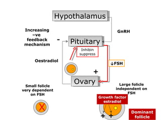 Hypothalamus
 Increasing                               GnRH
    –ve
  feedback       -   Pituitary
 mechanism
                        Inhibin
                       suppress
     Oestradiol
                                       ↓FSH
                                       FSH

                             +

 Small folicle
                      Ovary                 Large folicle
very dependent                            independent on
    on FSH                                      FSH
                                  Growth factor
                                    estradiol

       X                                         Dominant
                                  + +             follicle
 