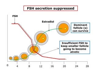 FSH secretion suppressed

    FSH

                 Estradiol
                                      Dominant
                                      follicle (s)
                                     can survive



                              Insufficient FSH to
                             keep smaller follicle
                               going to become
                                    atretic




0     4   8     12     16     20       24      28
 