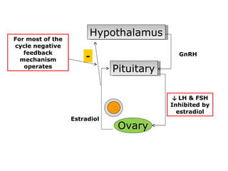 Hypothalamus
For most of the
cycle negative
   feedback                                  GnRH
  mechanism           -
   operates
                              Pituitary

                                            ↓ LH & FSH
                                           LH
                                           Inhibited by
                                          FSH
                                             estradiol
                  Estradiol
                               Ovary
 