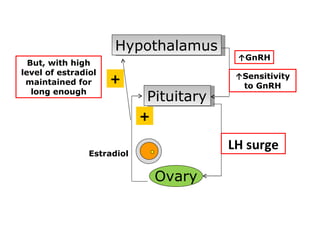 Hypothalamus
                                         ↑GnRH
  But, with high
level of estradiol                        GnRH
 maintained for      +                   ↑Sensitivity
                                           to GnRH
   long enough
                            Pituitary
                            +

                                        LH surge
                Estradiol


                                Ovary
 