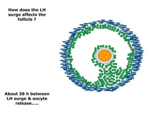 How does the LH
 surge affects the
     follicle ?




About 36 h between
 LH surge & oocyte
     release…..
 