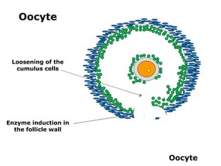 Oocyte



 Loosening of the
  cumulus cells




Enzyme induction in
  the follicle wall




                      Oocyte
 