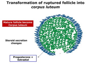 Transformation of ruptured follicle into
             corpus luteum



Mature follicle become
   Corpus luteum




 Steroid secretion
     changes




       Progesterone +
          Estradiol
 