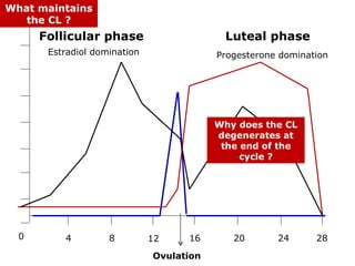 What maintains
   the CL ?
      Follicular phase                     Luteal phase
       Estradiol domination               Progesterone domination




                                          Why does the CL
                                          degenerates at
                                           the end of the
                                               cycle ?




  0       4         8         12    16       20       24      28

                              Ovulation
 