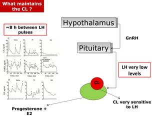 What maintains
   the CL ?


                    Hypothalamus
 ~8 h between LH
      pulses
                                        GnRH

                       Pituitary

                                      LH very low
                                         levels
                           CL



                                   CL very sensitive
   Progesterone +                        to LH
         E2
 