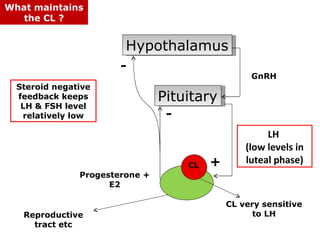 What maintains
   the CL ?


                        Hypothalamus
                       -
                                                   GnRH
  Steroid negative
  feedback keeps                Pituitary
   LH & FSH level
   relatively low                -
                                                       LH
                                                  (low levels in
                                     CL   +       luteal phase)
               Progesterone +
                     E2

                                              CL very sensitive
   Reproductive                                     to LH
     tract etc
 