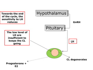 Towards the end        Hypothalamus
of the cycle, the
sensitivity to LH
     reduces                              GnRH

                          Pituitary
    The low level of
         LH are
     insufficient to
      keeps the CL                      LH
         going




                                      CL degenerates
   Progesterone +
         E2
 