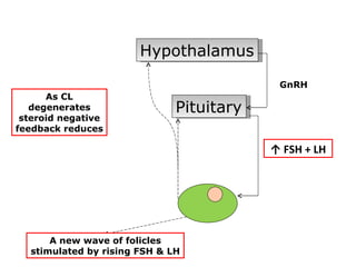 Hypothalamus
                                           GnRH
      As CL
   degenerates                Pituitary
 steroid negative
feedback reduces

                                          ↑ FSH + LH




   Progesterone +of folicles
      A new wave
  stimulated by rising FSH & LH
         E2
 