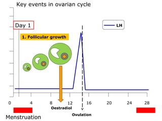 Key events in ovarian cycle


    Day 1                                        LH

      1. Follicular growth




0        4        8          12       16    20        24   28
                   Oestradiol
                                Ovulation
Menstruation
 