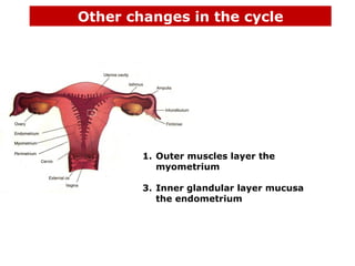 Other changes in the cycle




        1. Outer muscles layer the
           myometrium

        3. Inner glandular layer mucusa
           the endometrium
 