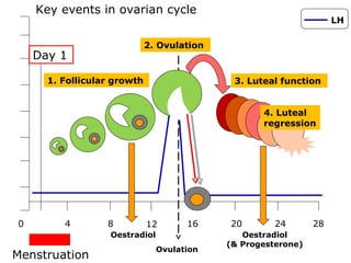 Key events in ovarian cycle
                                                                    LH

                             2. Ovulation
    Day 1

      1. Follicular growth                   3. Luteal function


                                                   4. Luteal
                                                   regression




0        4        8          12       16    20        24       28
                   Oestradiol                  Oestradiol
                                            (& Progesterone)
                                Ovulation
Menstruation
 