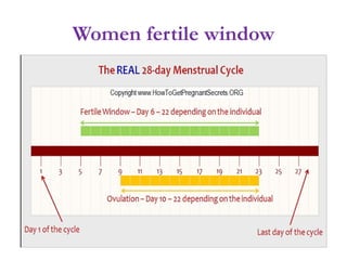 Women fertile window
 