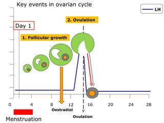Key events in ovarian cycle
                                                           LH

                             2. Ovulation
    Day 1

      1. Follicular growth




0        4        8          12       16    20   24   28
                   Oestradiol
                                Ovulation
Menstruation
 