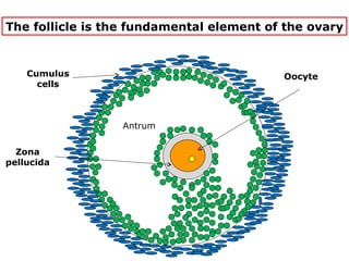 The follicle is the fundamental element of the ovary


    Cumulus                               Oocyte
      cells



                  Antrum


  Zona
pellucida
 