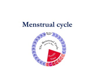 Menstrual cycle
 
