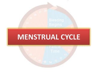 MENSTRUAL CYCLE
 