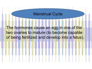 The hormones cause an egg in one of the
two ovaries to mature (to become capable
of being fertilized and develop into a fetus).
Menstrual Cycle
 