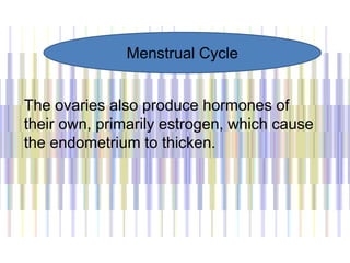 The ovaries also produce hormones of
their own, primarily estrogen, which cause
the endometrium to thicken.
Menstrual Cycle
 