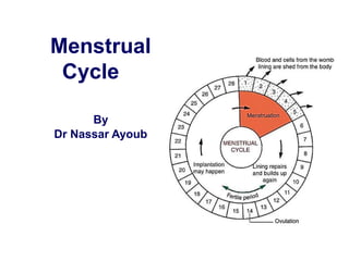 Menstrual
Cycle
By
Dr Nassar Ayoub
 