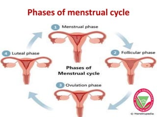 Phases of menstrual cycle
 