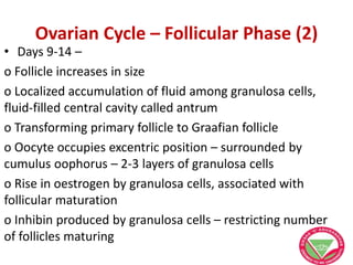 Ovarian Cycle – Follicular Phase (2)
• Days 9-14 –
o Follicle increases in size
o Localized accumulation of fluid among granulosa cells,
fluid-filled central cavity called antrum
o Transforming primary follicle to Graafian follicle
o Oocyte occupies excentric position – surrounded by
cumulus oophorus – 2-3 layers of granulosa cells
o Rise in oestrogen by granulosa cells, associated with
follicular maturation
o Inhibin produced by granulosa cells – restricting number
of follicles maturing
 