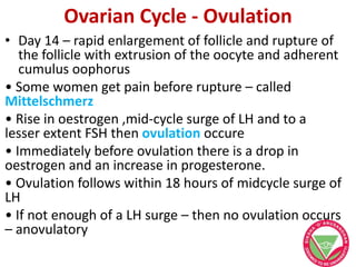 Ovarian Cycle - Ovulation
• Day 14 – rapid enlargement of follicle and rupture of
the follicle with extrusion of the oocyte and adherent
cumulus oophorus
• Some women get pain before rupture – called
Mittelschmerz
• Rise in oestrogen ,mid-cycle surge of LH and to a
lesser extent FSH then ovulation occure
• Immediately before ovulation there is a drop in
oestrogen and an increase in progesterone.
• Ovulation follows within 18 hours of midcycle surge of
LH
• If not enough of a LH surge – then no ovulation occurs
– anovulatory
 
