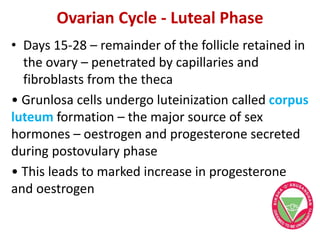 Ovarian Cycle - Luteal Phase
• Days 15-28 – remainder of the follicle retained in
the ovary – penetrated by capillaries and
fibroblasts from the theca
• Grunlosa cells undergo luteinization called corpus
luteum formation – the major source of sex
hormones – oestrogen and progesterone secreted
during postovulary phase
• This leads to marked increase in progesterone
and oestrogen
 
