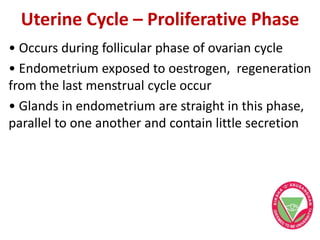 Uterine Cycle – Proliferative Phase
• Occurs during follicular phase of ovarian cycle
• Endometrium exposed to oestrogen, regeneration
from the last menstrual cycle occur
• Glands in endometrium are straight in this phase,
parallel to one another and contain little secretion
 