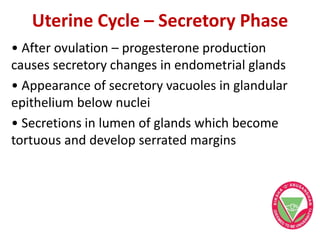 Uterine Cycle – Secretory Phase
• After ovulation – progesterone production
causes secretory changes in endometrial glands
• Appearance of secretory vacuoles in glandular
epithelium below nuclei
• Secretions in lumen of glands which become
tortuous and develop serrated margins
 